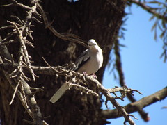 Columbina picui