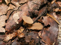 Stromatinia rapulum