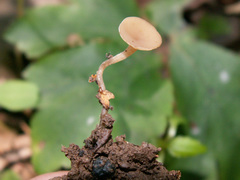 Stromatinia rapulum