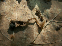 Stromatinia rapulum
