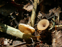 Stromatinia rapulum