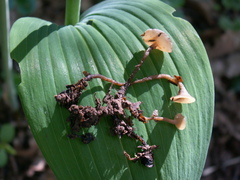 Stromatinia rapulum