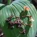Stromatinia rapulum - Photo (c) Иван Матершев, some rights reserved (CC BY-NC), uploaded by Иван Матершев