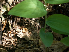 Stromatinia rapulum
