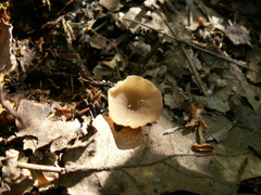 Stromatinia rapulum