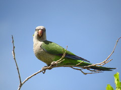 Myiopsitta monachus
