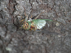 Arunta interclusa