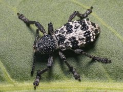 Aegorhinus superciliosus