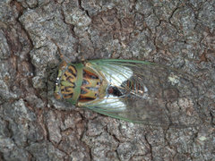 Arunta interclusa