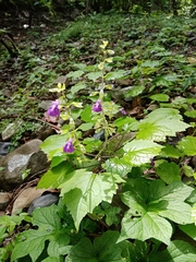Salvia acerifolia