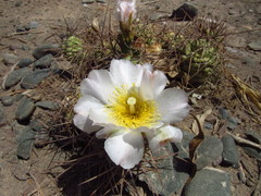 Tephrocactus aoracanthus