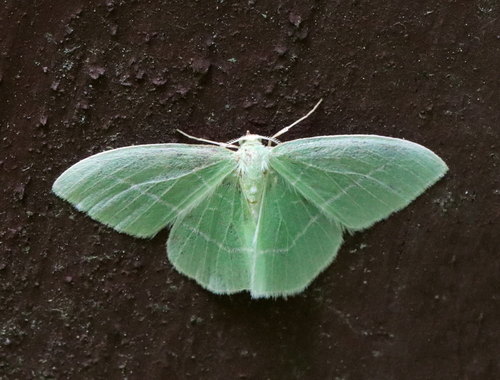 White-fringed Emerald photo 2
