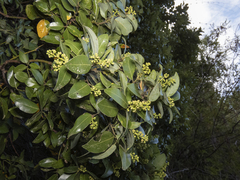 Hydrangea serratifolia