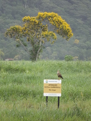 Buteogallus meridionalis