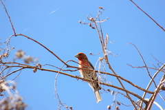 Haemorhous mexicanus