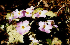 Primula nana