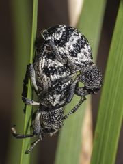 Aegorhinus superciliosus