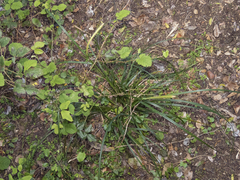 Carex phleoides