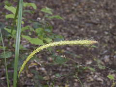 Carex phleoides