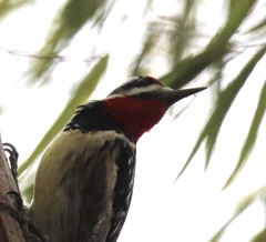 Sphyrapicus varius × nuchalis
