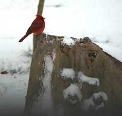Cardinalis cardinalis
