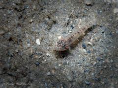 Coryphopterus glaucofraenum