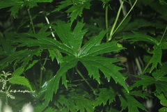 Aconitum sinomontanum