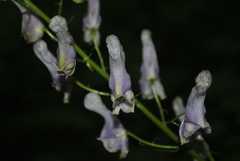 Aconitum sinomontanum