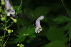 Aconitum sinomontanum