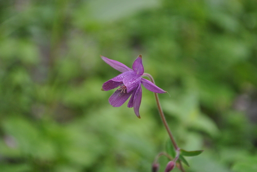 Aquilegia ecalcarata iNat (3)
