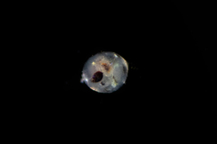 Hemigrapsus oregonensis