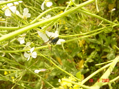 Andrena agilissima