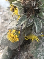 Heterotheca sessiliflora