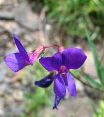 Lathyrus cyaneus