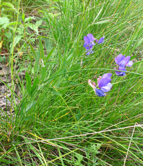 Lathyrus cyaneus