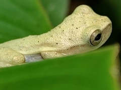 Dendropsophus phlebodes