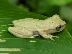 Dendropsophus phlebodes