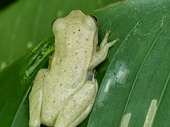 Dendropsophus phlebodes