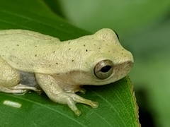 Dendropsophus phlebodes