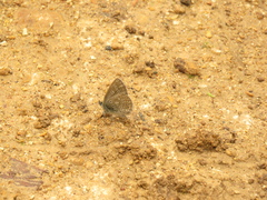 Hemiargus hanno