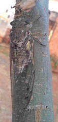 Quesada gigas