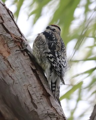 Sphyrapicus varius × nuchalis