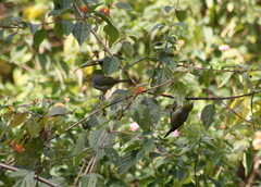 Zosterops lateralis cornwalli