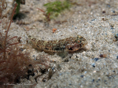 Dash Goby photo 5