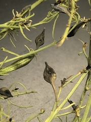 Carlowrightia