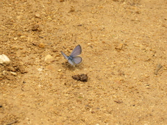 Hemiargus hanno