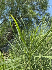 Astianthus viminalis