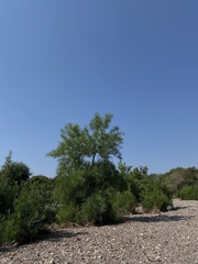 Astianthus viminalis
