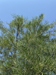 Astianthus viminalis