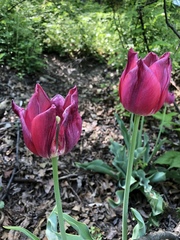 Tulipa